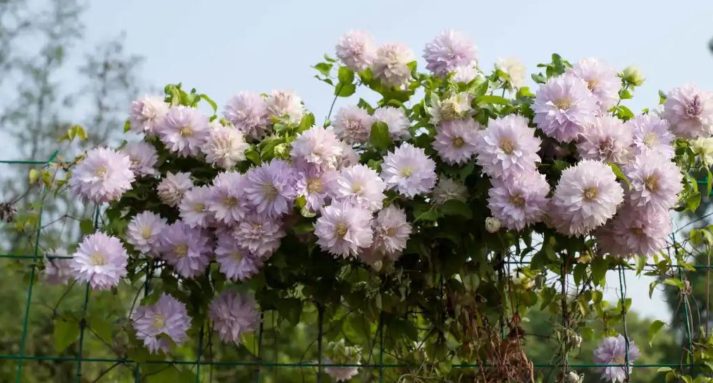 小空間也能美上天，你的花園真的很需要她！
