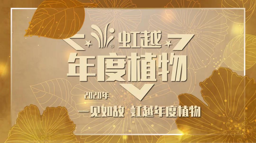 你好哇，2020虹越年度植物！