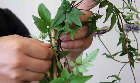 植物黃金生長(zhǎng)季，如何給小鐵凹個(gè)美美的造型？且聽(tīng)潘師傅為你講解