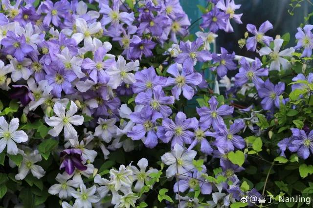 花之信 | ?傳說(shuō)中的三類鐵怎么種？小鐵大神告訴你！