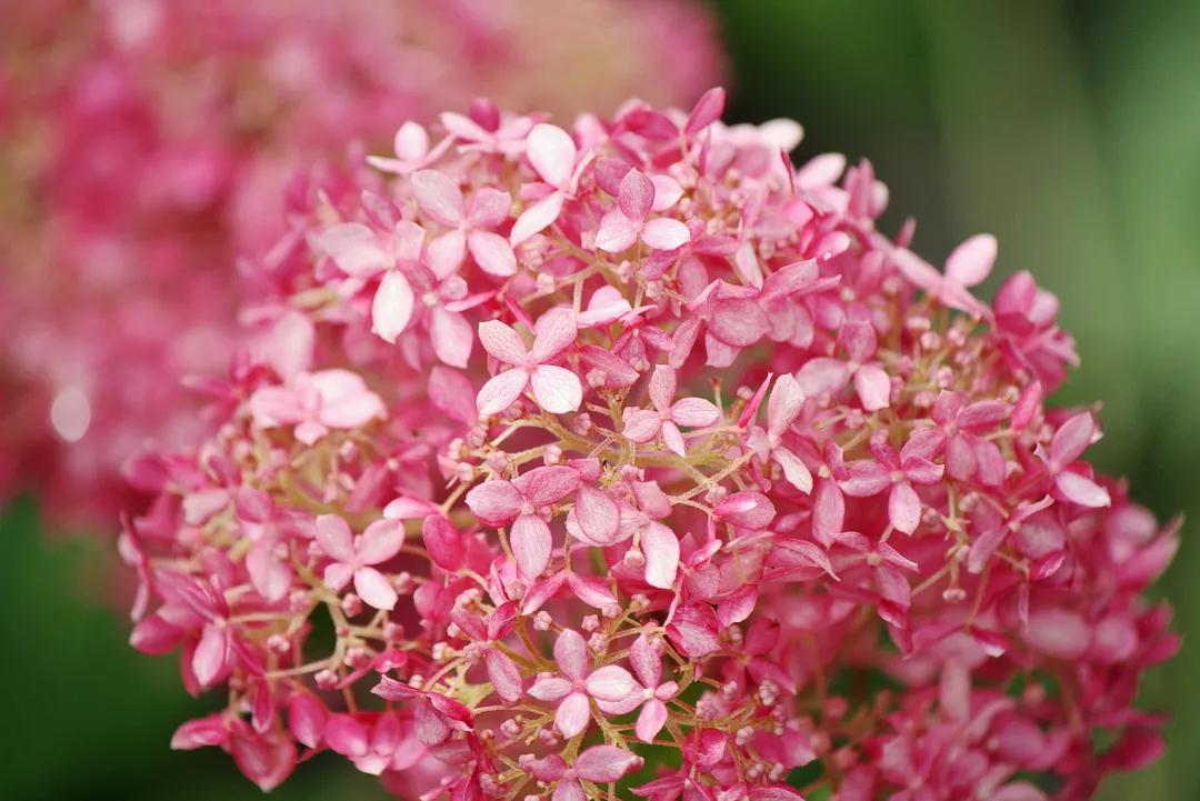花期綿延整個夏季，“花園明星”非它莫屬！細(xì)說粉色貝拉安娜