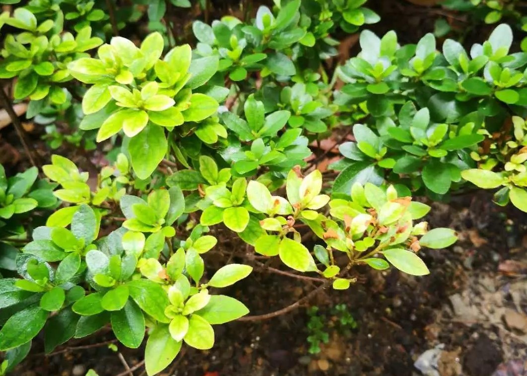 夏天植物狀態(tài)差？別急，看看是不是這5個(gè)典型問(wèn)題