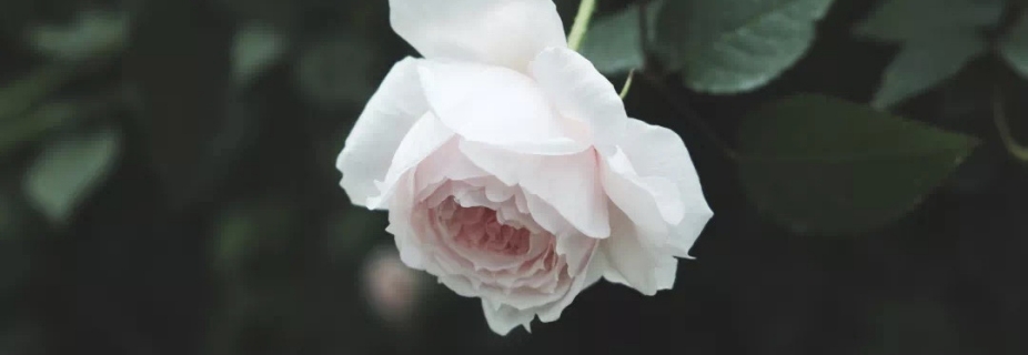 關(guān)于月季抹芽這件事，老師已經(jīng)說倦了~