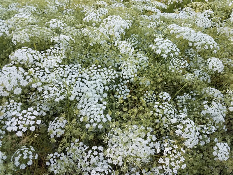 好養(yǎng)又百搭的‘花園蕾絲’，實(shí)現(xiàn)切花自由就靠它了！
