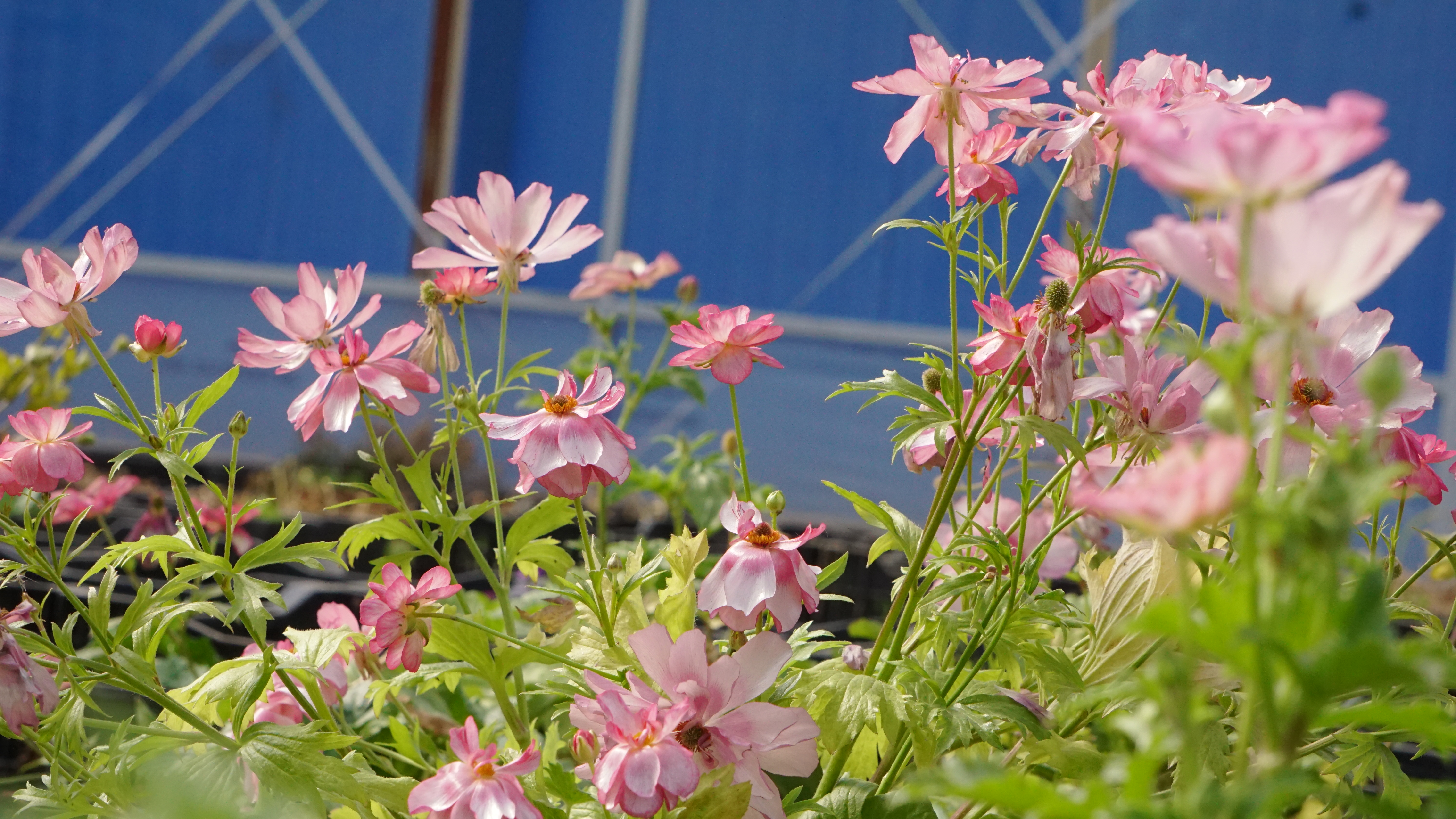 平平無(wú)奇‘小芹菜’，爆花竟比蝴蝶美！