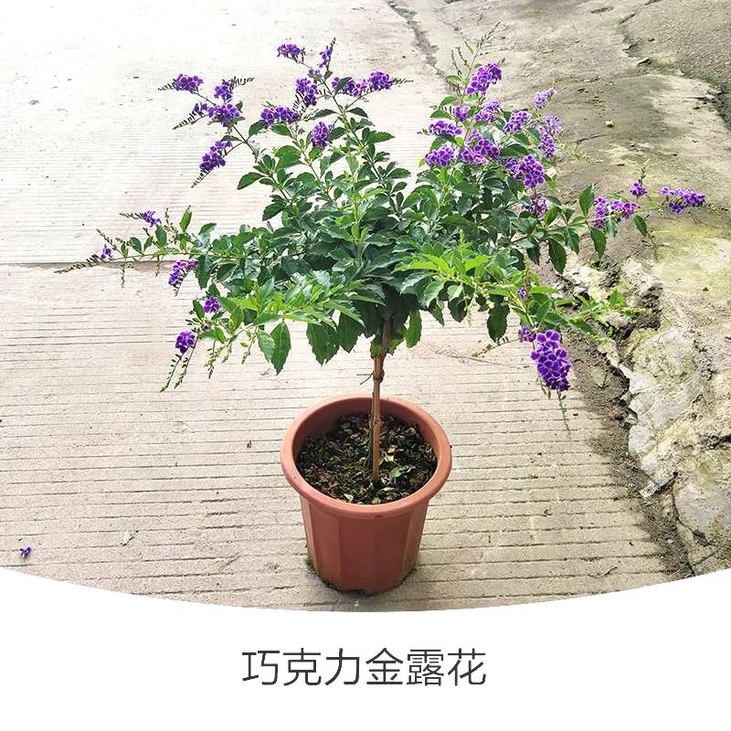 金露花 | 人間巧克力，開花時隔壁小孩要饞哭