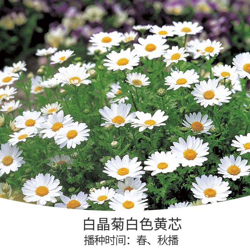 花開(kāi)堆成雪，不可錯(cuò)失的春日小晴朗上線啦！