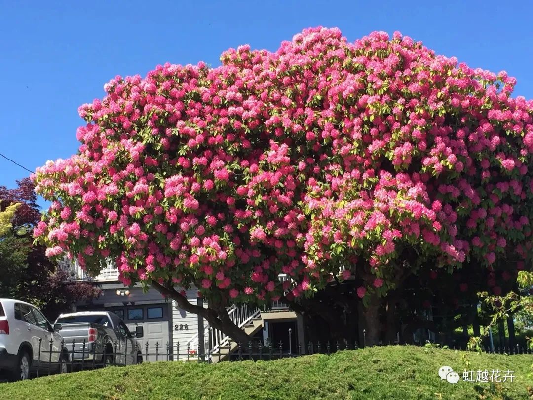 美如神的高山杜鵑，真正的花園王者！