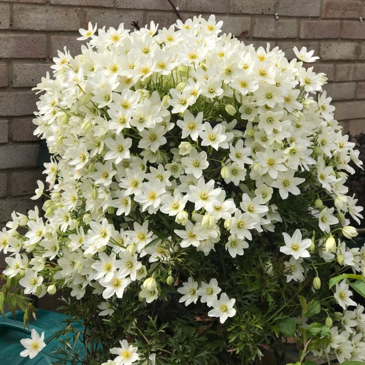 不到幾年爬滿墻！鐵線蓮中的‘開(kāi)花機(jī)器’非它們莫屬~